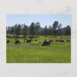 Bison Boerderij in het Amerikaanse westen Briefkaart