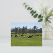 Bison Boerderij in het Amerikaanse westen Briefkaart (Staand voorkant)