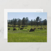 Bison Boerderij in het Amerikaanse westen Briefkaart (Voorkant / Achterkant)