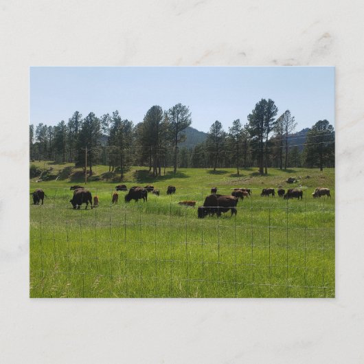 Bison Boerderij in het Amerikaanse westen Briefkaart (Voorkant)