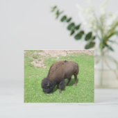 Bison Briefkaart (Staand voorkant)