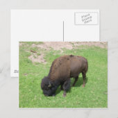 Bison Briefkaart (Voorkant / Achterkant)
