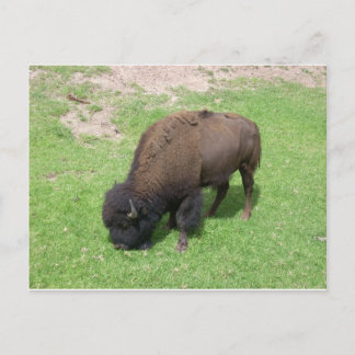 Bison Briefkaart