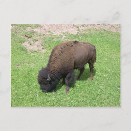 Bison Briefkaart (Voorkant)