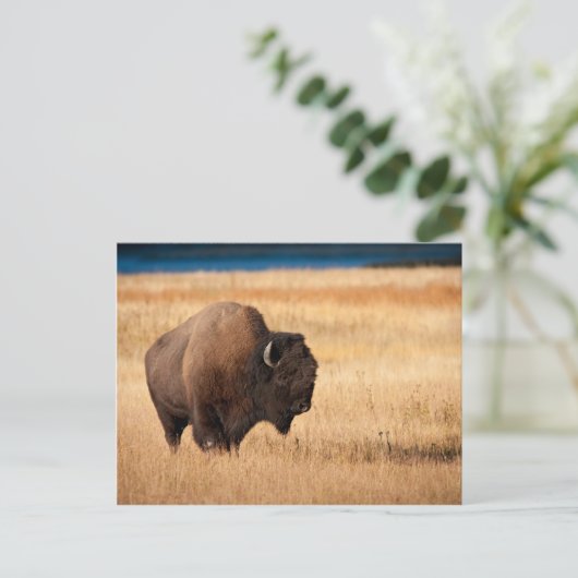 Bison Briefkaart (Staand voorkant)