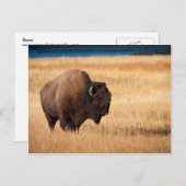 Bison Briefkaart (Voorkant / Achterkant)