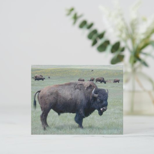 Bison Briefkaart (Staand voorkant)