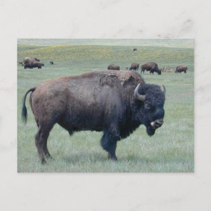 Bison Briefkaart