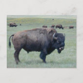 Bison Briefkaart (Voorkant)