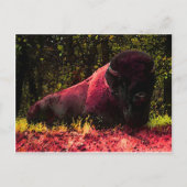 Bison Briefkaart (Voorkant)