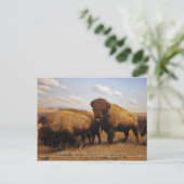 Bison Briefkaart (Staand voorkant)