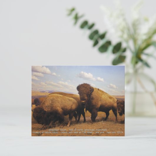Bison Briefkaart (Staand voorkant)