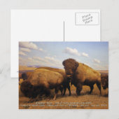 Bison Briefkaart (Voorkant / Achterkant)