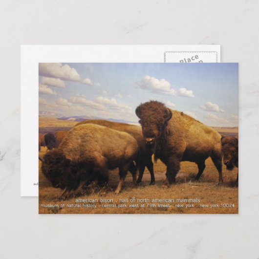 Bison Briefkaart (Voorkant / Achterkant)