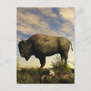 Bison Briefkaart