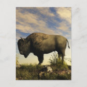 Bison Briefkaart (Voorkant)