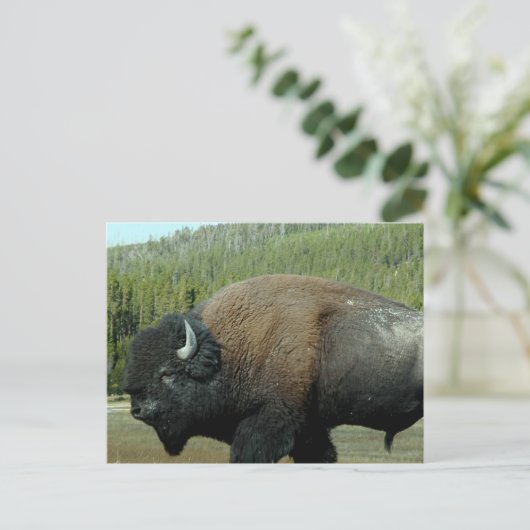 Bison Briefkaart (Staand voorkant)