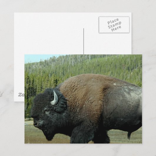 Bison Briefkaart (Voorkant / Achterkant)