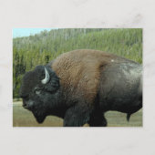 Bison Briefkaart (Voorkant)