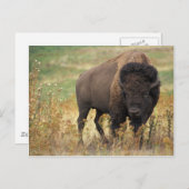 Bison Briefkaart (Voorkant / Achterkant)
