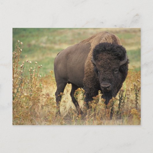 Bison Briefkaart (Voorkant)