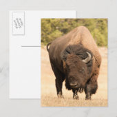Bison Briefkaart (Voorkant / Achterkant)