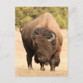 Bison Briefkaart (Voorkant)