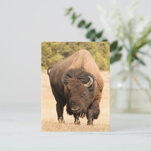 Bison Briefkaart (Staand voorkant)