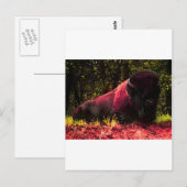 Bison Briefkaart (Voorkant / Achterkant)