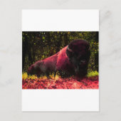 Bison Briefkaart (Voorkant)