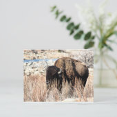 Bison Briefkaart (Staand voorkant)