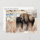 Bison Briefkaart (Voorkant / Achterkant)