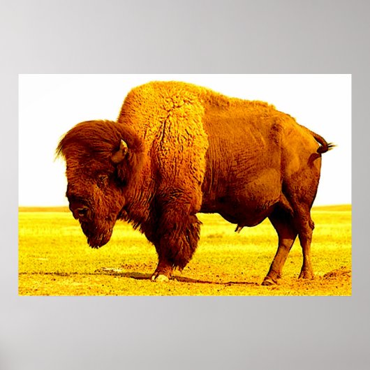 Bison Buffalo American Art Poster (Voorkant)