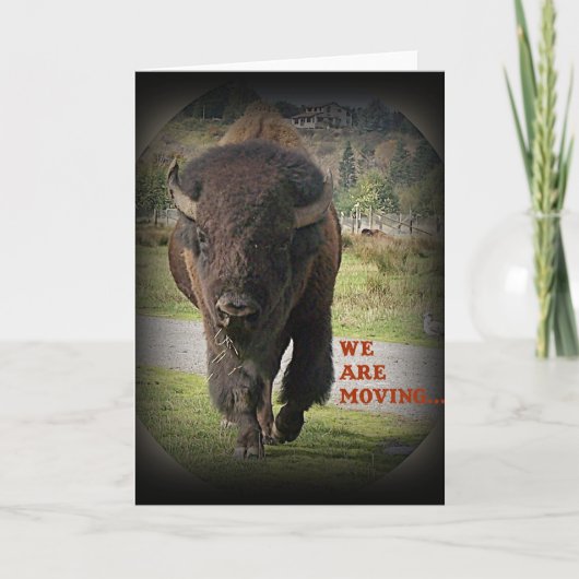 Bison Buffalo Animal We zijn Kaart aan het verplaa (Voorkant)