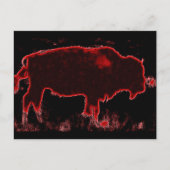 Bison/Buffalo Briefkaart (Voorkant)