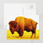 Bison/Buffalo Briefkaart (Voorkant / Achterkant)