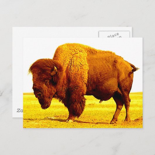 Bison/Buffalo Briefkaart (Voorkant / Achterkant)