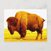 Bison/Buffalo Briefkaart (Voorkant)