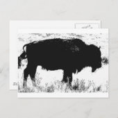 Bison - Buffalo Briefkaart (Voorkant / Achterkant)