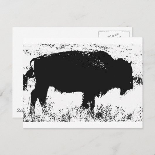 Bison - Buffalo Briefkaart (Voorkant / Achterkant)