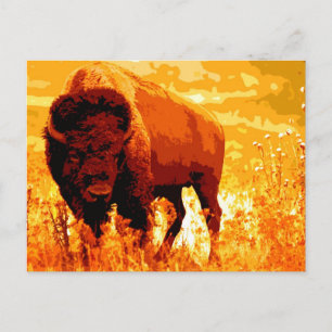 Bison/Buffalo Briefkaart