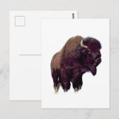 Bison Buffalo  Briefkaart (Voorkant / Achterkant)