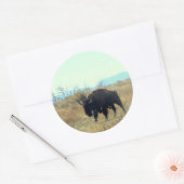 Bison Buffalo Bull Sticker (Envelop)