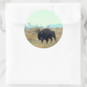 Bison Buffalo Bull Sticker (Tas)