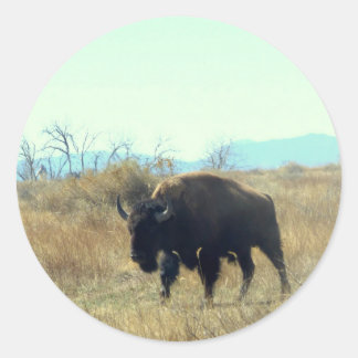 Bison Buffalo Bull Sticker