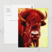Bison/Buffalo Face Briefkaart (Voorkant / Achterkant)