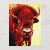 Bison/Buffalo Face Briefkaart (Voorkant)