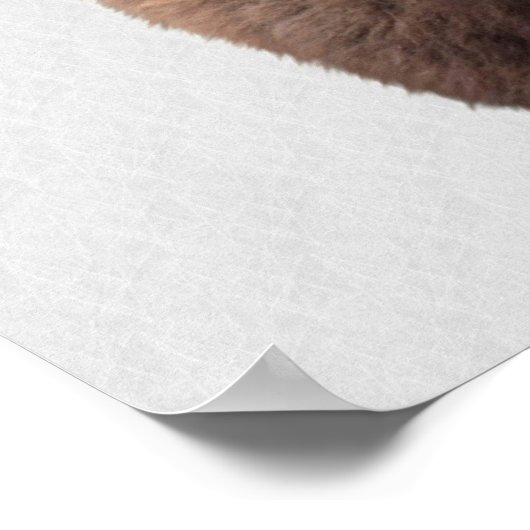 Bison Buffalo Foto 135 Poster (Hoek)