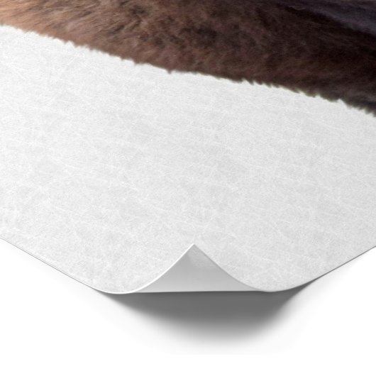 Bison Buffalo Foto 135 Poster (Hoek)