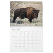 Bison Buffalo Kalender 2025 (Mar 2026)